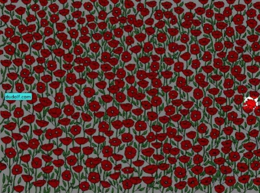 Csak a szuper figyelmesek találják meg a rákot a képen: teszteld az IQ-dat 25 másodperc alatt!