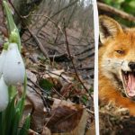 Az optikai illúzió megmutatja, mennyi az IQ-d: 9 másodperc alatt kell megtalálnod egy rókát az erdőben. Az optikai illúzió megmutatja, mennyi az IQ-d: 9 másodperc alatt