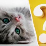 Csak a magas IQ-val rendelkezők vesznek észre egy macskát az udvaron 10 másodperc alatt: érdekes optikai csalódás Csak a magas IQ-val rendelkezők vesznek észre egy macskát az